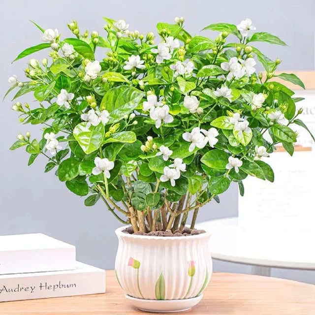 FlorJazmín™ 🌸 Cultiva jazmín en casa y llénala de aroma natural y belleza todo el año.