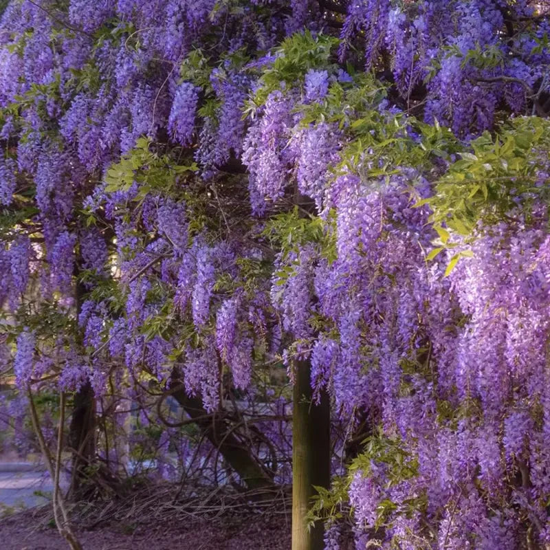 FlorCascada™ Convierte tu jardín en un espectáculo natural de flores colgantes todo el año.