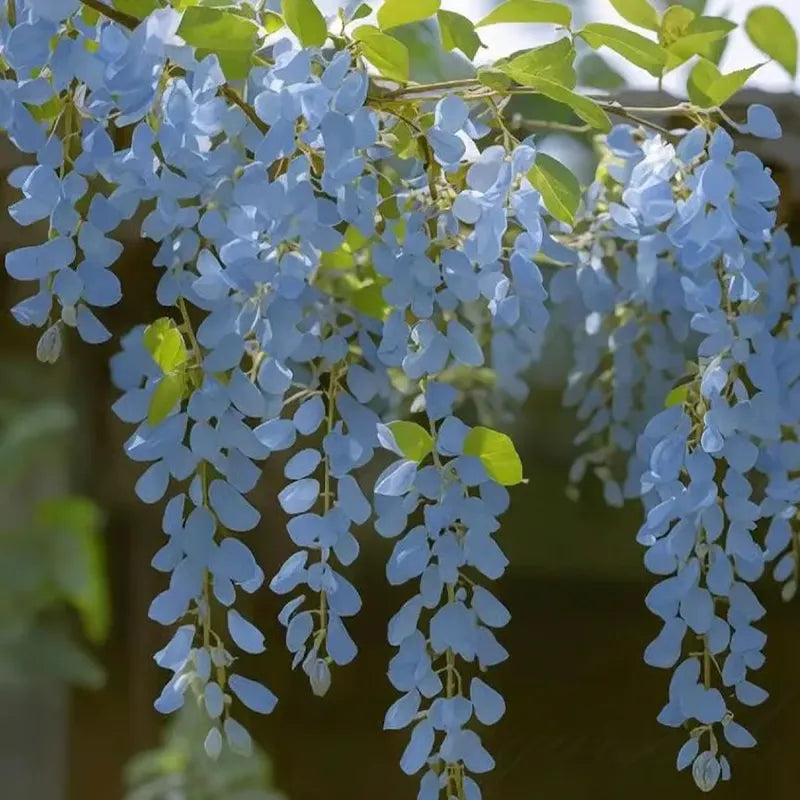 FlorCascada™ Convierte tu jardín en un espectáculo natural de flores colgantes todo el año.