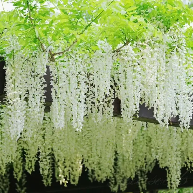 FlorCascada™ Convierte tu jardín en un espectáculo natural de flores colgantes todo el año.
