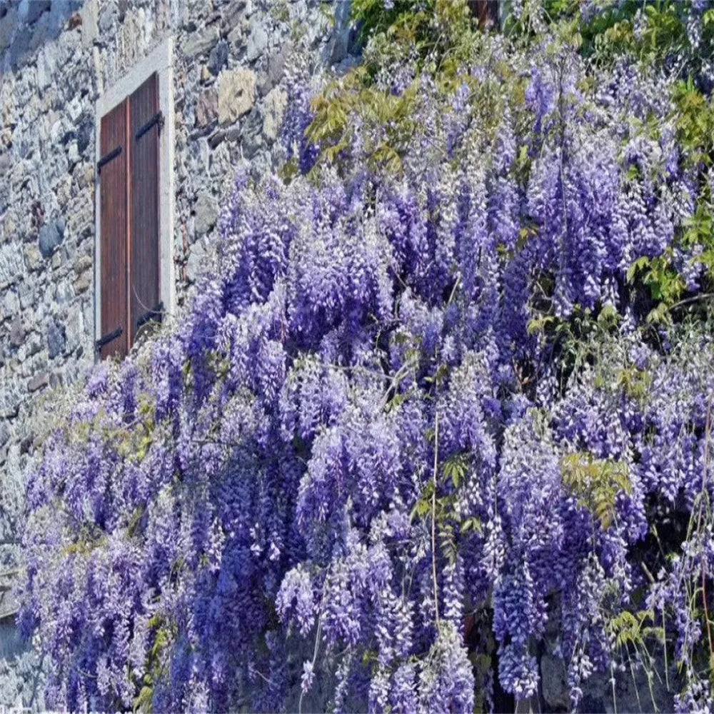 FlorCascada™ Convierte tu jardín en un espectáculo natural de flores colgantes todo el año.