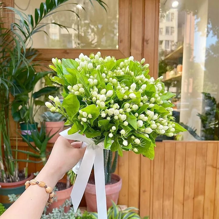 FlorJazmín™ 🌸 Cultiva jazmín en casa y llénala de aroma natural y belleza todo el año.