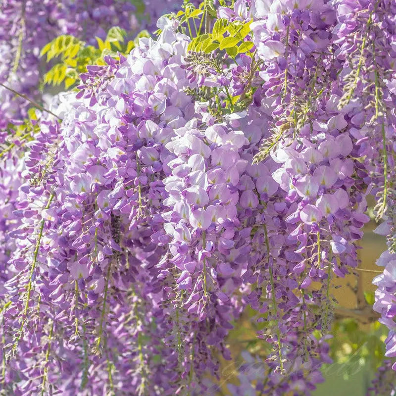 FlorCascada™ Convierte tu jardín en un espectáculo natural de flores colgantes todo el año.