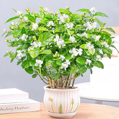 FlorJazmín™ 🌸 Cultiva jazmín en casa y llénala de aroma natural y belleza todo el año.
